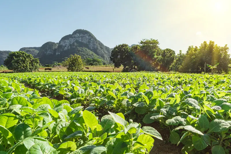 Image for Crescimento e Colheita